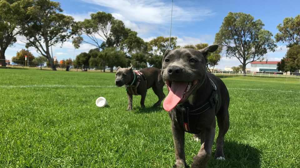 black short coated dog playing with white ball on green grass field during daytime
